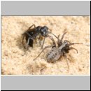 Pompilus cinereus - Wegwespe w41 9mm mit Spinne.jpg